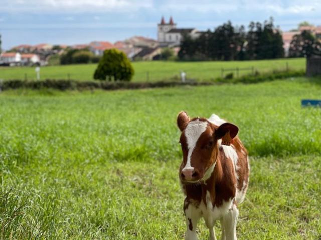 Quinta Do Avo Dimas - Rural Home - Sao Bras Porto Formoso 外观 照片